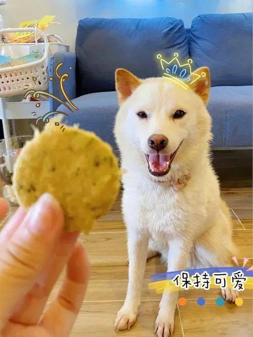 手养狗零食该如何选择？AG真人平台app新