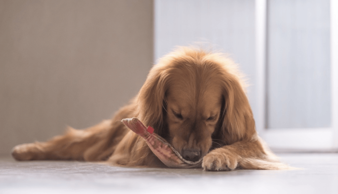 手养狗零食该如何选择?AG真人平台app新(图2) 手养狗零食该如何选择?AG真人平台app新(图2)