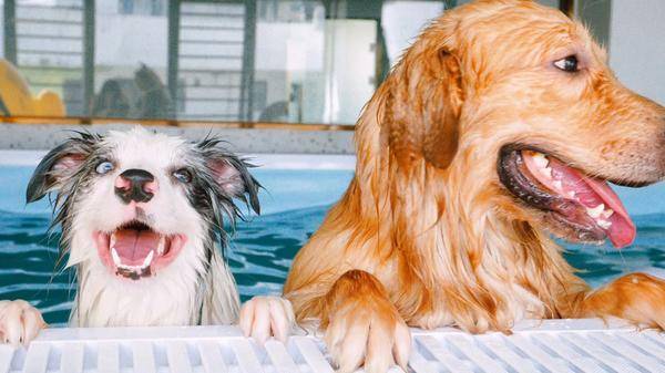 物洗护美容剪毛狗剪毛狗狗AG真人旗舰厅宠