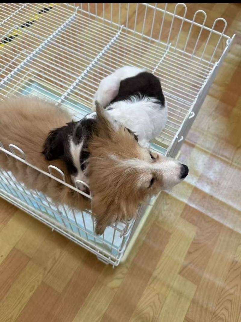 破3100亿大关 90后是养宠主力军｜数据看板AG真人游戏第一品牌2025年宠物